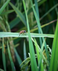 hoverflies on green leaf