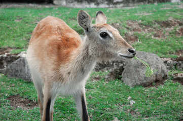 Naklejka na ściany i meble Deer at Taman Safari Zoo, Indonesia