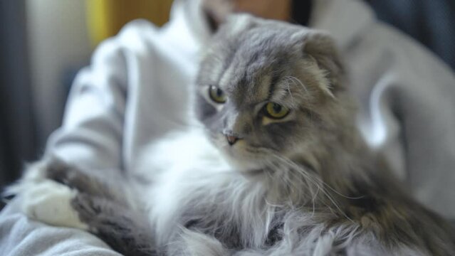 S&uuml;sser Kater wird gestreichelt 