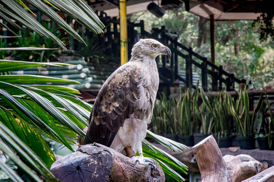 Eagle at Taman Safari Zoo, Indonesia