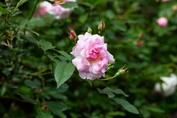 Pink roses in the garden of pink roses.