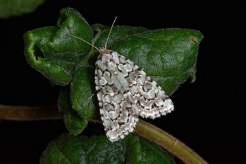 A cryptic moth, the marbled green (Cryphia muralis) 