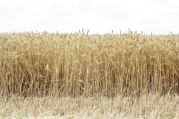 field of wheat. Wheat field in sunny weather. Cereal field. Ripening and harvesting wheat. Grain fields. Bright illustration on the theme of hunger and problems with the export of grain. Harvesting 