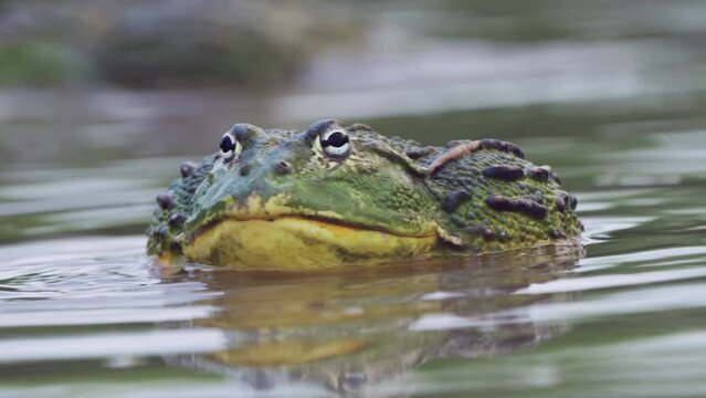 Closeup Portrait Of African Bullfrog In A Pond Washing Face With Front Legs Then Turning Its Back With Blur Background. Central Kalahari Botswana - Selective Focus