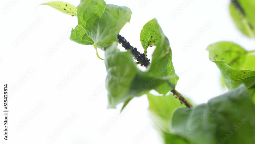 Aufkleber bug infested tree branch on white background