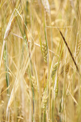 field of wheat. Wheat field in sunny weather. Cereal field. Ripening and harvesting wheat. Grain fields. Bright illustration on the theme of hunger and problems with the export of grain. Harvesting 