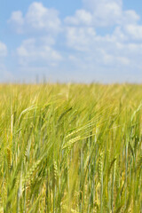 field of wheat. Wheat field in sunny weather. Cereal field. Ripening and harvesting wheat. Grain fields. Bright illustration on the theme of hunger and problems with the export of grain. Harvesting 