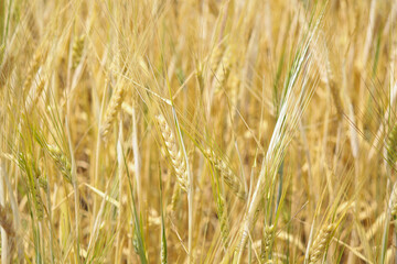 golden wheat field. Wheat field in sunny weather. Cereal field. Ripening and harvesting wheat. Grain fields. Bright illustration on the theme of hunger and problems with the export of grain. Harvestin