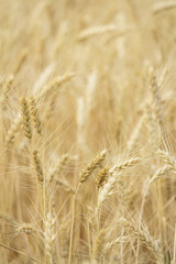 field of wheat. Wheat field in sunny weather. Cereal field. Ripening and harvesting wheat. Grain fields. Bright illustration on the theme of hunger and problems with the export of grain. Harvesting 