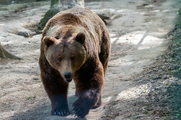 Closeup of the walking brown bear. Ursus arctos.