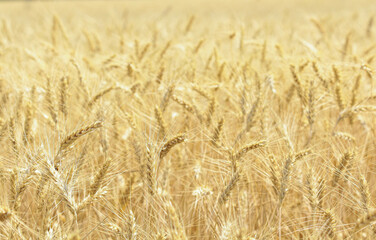 golden wheat field. Wheat field in sunny weather. Cereal field. Ripening and harvesting wheat. Grain fields. Bright illustration on the theme of hunger and problems with the export of grain. Harvestin