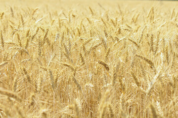 golden wheat field. Wheat field in sunny weather. Cereal field. Ripening and harvesting wheat. Grain fields. Bright illustration on the theme of hunger and problems with the export of grain. Harvestin