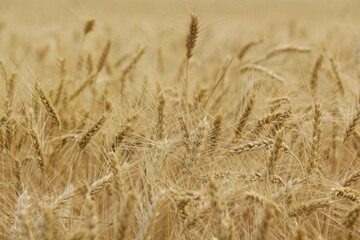 field of wheat. Wheat field in sunny weather. Cereal field. Ripening and harvesting wheat. Grain fields. Bright illustration on the theme of hunger and problems with the export of grain. Harvesting 