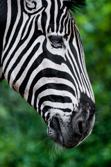 Fototapeta na wymiar Taman Safari Zoo Animals