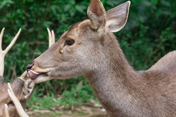 Fototapeta premium Taman Safari Zoo Animals