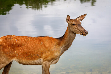 Naklejka premium Red deer - Cervus elaphus. Deer female by the lake, portrait of doe on the background of the lake water.