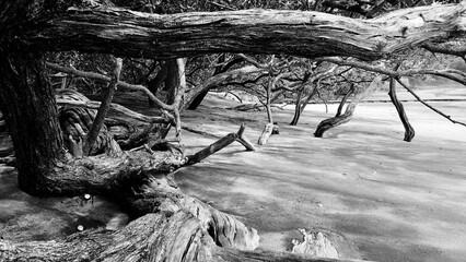 View of deformed tree in Rain forest in black and white