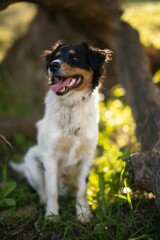 Vertical shot of Border Collier dog standing and looking toward