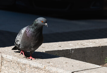 A gray wild pigeon sits on a stone border