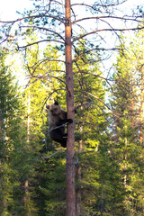 Photo of bear during summer