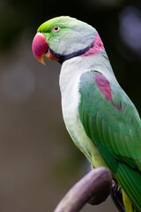 Halsbandsittich, Psittacula krameri