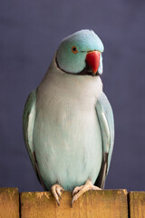 Blauer Halsbandsittich