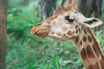 Giraffe at Taman Safari Zoo, Indonesia