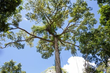 Beautiful tree in amazon rainforest region, Brazil, Acre state.