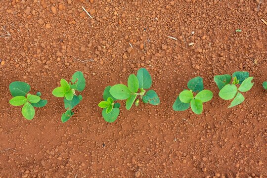 Top View Of Soybeans Agriculture Plantation. Farm In Brazil.