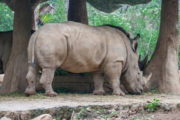 Taman Safari Zoo Animals