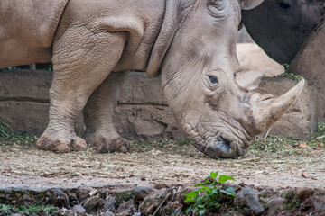 Taman Safari Zoo Animals