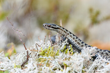 Common European adder (Vipera berus), in forest terrain in springtime, close-up