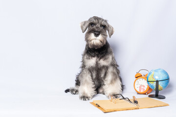 Miniature schnauzer white and gray color sitting next to a notebook and pen, clock, globe on a light background, copy space. Dog student. Back to school. Dog training