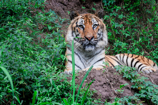 Taman Safari Zoo Animals