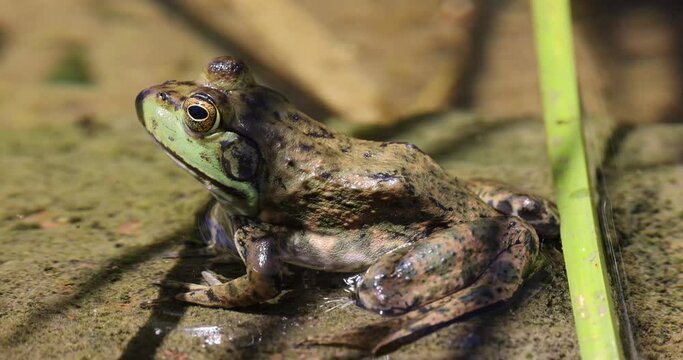 HD of a true frog in the zoo