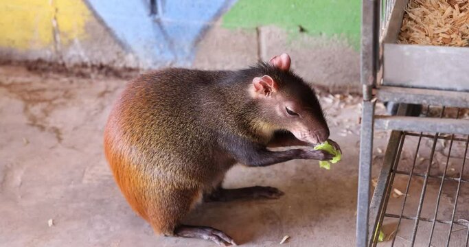 HD of the Central American agouti (Dasyprocta punctata) eating