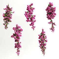 3d illustration of pink bougainvillea spectabilis branch flower isolated on white background - obrazy, fototapety, plakaty
