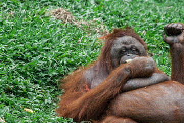 Naklejka premium Taman Safari Zoo Animals