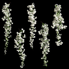 3d illustration of white bougainvillea spectabilis branch flower isolated on black background