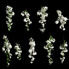 3d illustration of white bougainvillea spectabilis branch flower isolated on black background