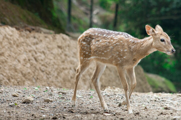Deer at Taman Safari Zoo, Indonesia