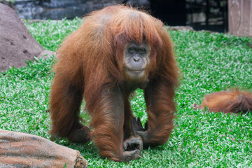 Taman Safari Zoo Animals