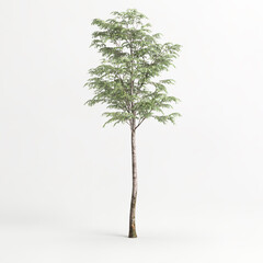 3d illustration of tree isolated on white background