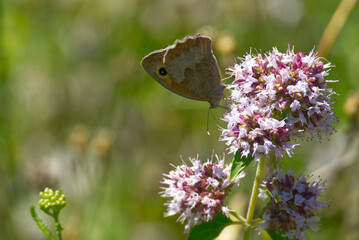 Meadow brown (maniola jurtina) butterfly sitting on a pink flower in Zurich, Switzerland