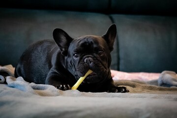 Frenchie chewing on a toy
