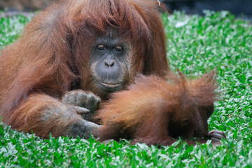 Taman Safari Zoo Animals