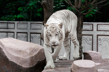 Fototapeta na wymiar White Tiger at Taman Safari Zoo, Indonesia