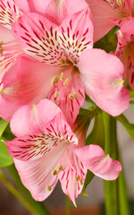 Flower Peruvian lily Alstroemeria (Latin Alstroemeria) or Inca lily 