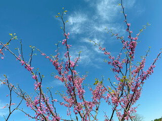 redbud tree against sky