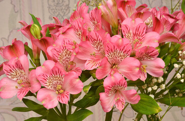 Flower Peruvian lily Alstroemeria (Latin Alstroemeria) or Inca lily 
